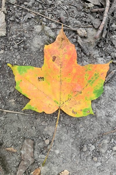 Sugar maple leaf changing colors