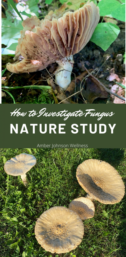 Pinterest Image How to Investigate Fungus with Kids during Nature Study