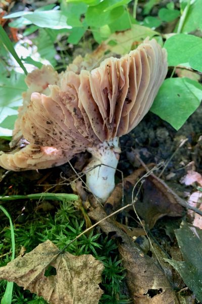 Hydnangiaceae mushroom picture