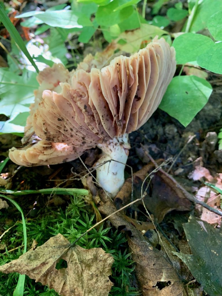 Hydnangiaceae mushroom picture