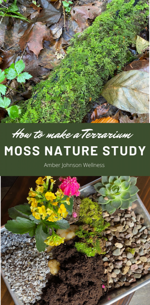 Pinterest Image of Moss Nature Study