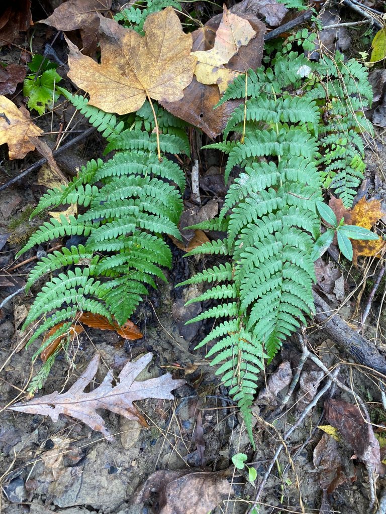 Image of a Fern at Shades State Park