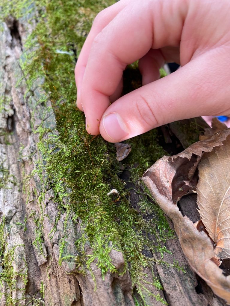 Image of moss on a log
